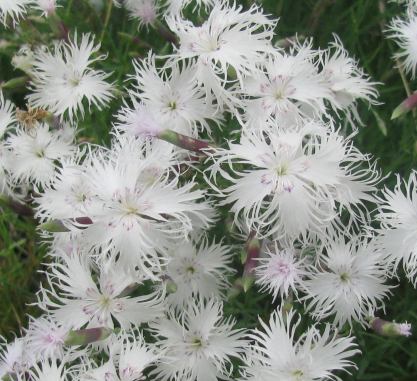 Dianthus squarrosus 